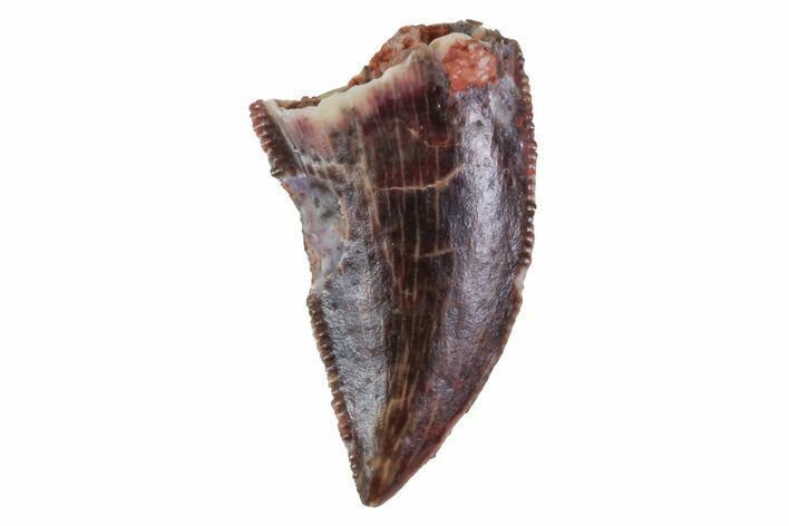 Bargain, Serrated Raptor Tooth - Morocco #72647